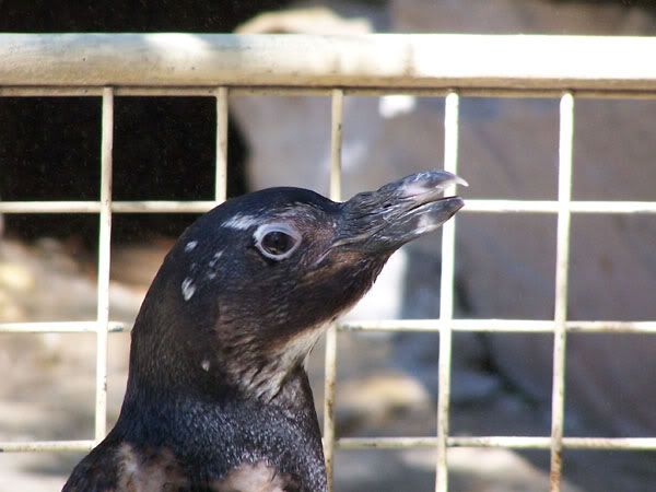 penguinpingu.jpg