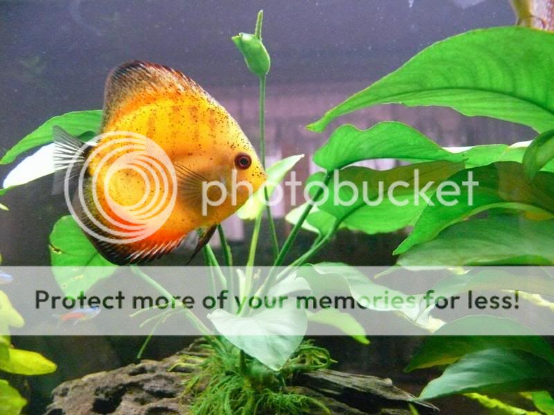 discus.jpg