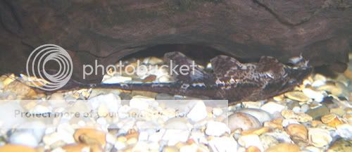 040307whiptail.jpg