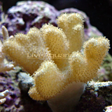 p-84900-thin-finger-coral.jpg