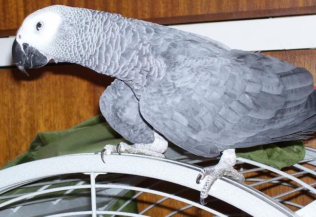 bazil3.jpg