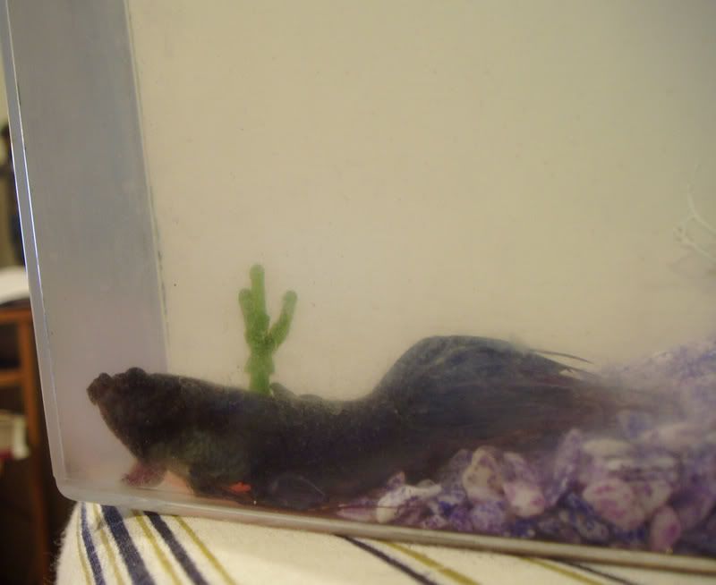betta2.jpg