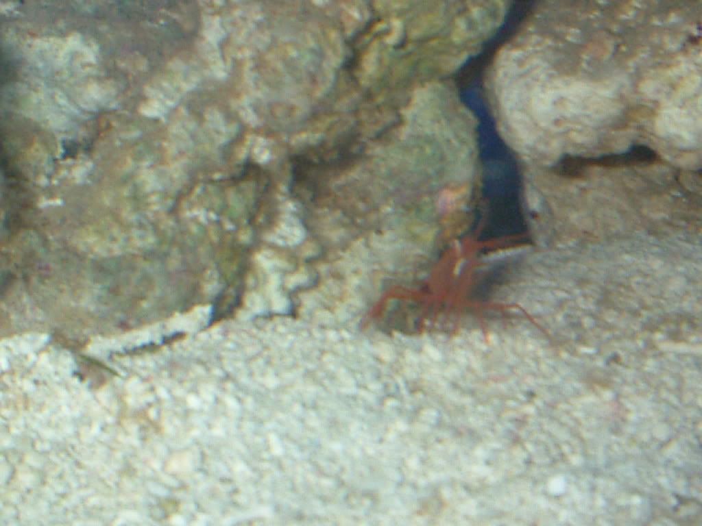 peppermintshrimp2.jpg