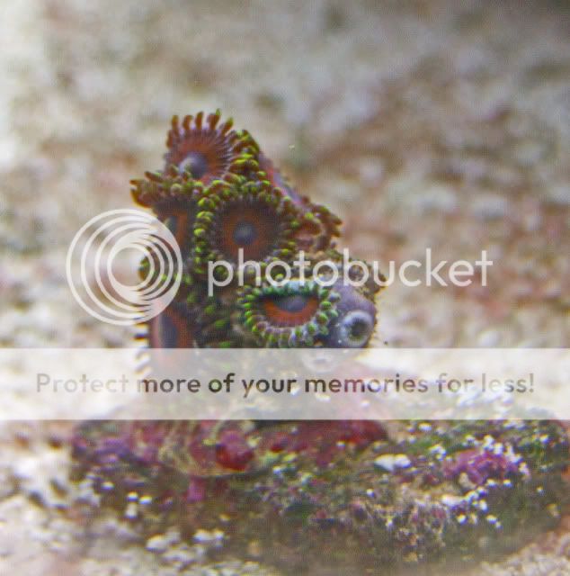 2009_1108Reef0009.jpg