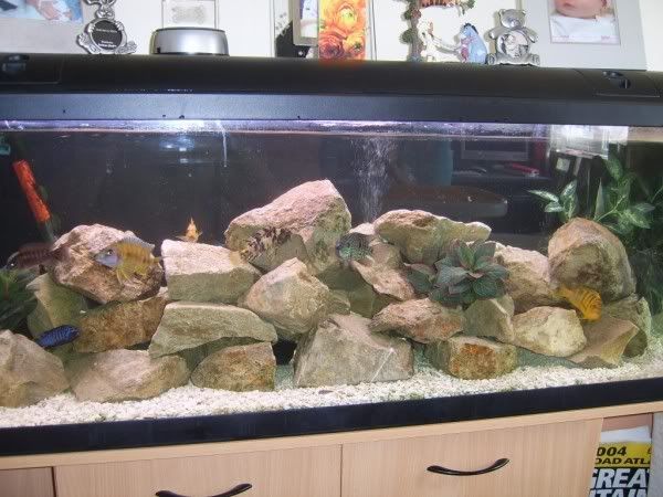 newtank003.jpg