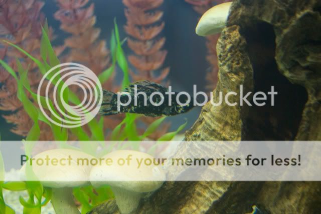 Molly_MarbleSailfin01.jpg