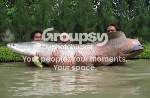 giant-fish.jpg
