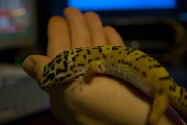 Gecko09.jpg
