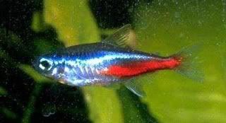 neon20tetra_paracheirodon20innesi.jpg