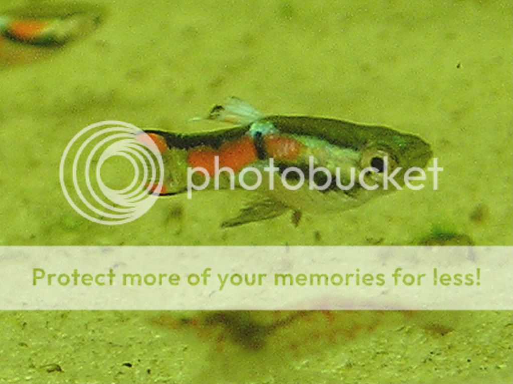 fish019.jpg