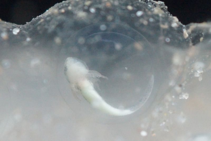 DSC03590%201st%20Sep%202016.jpg