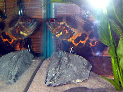 DSCN6050.jpg