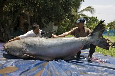 GiantCatfish-WWF.jpg