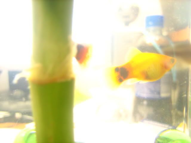 Picture001.jpg
