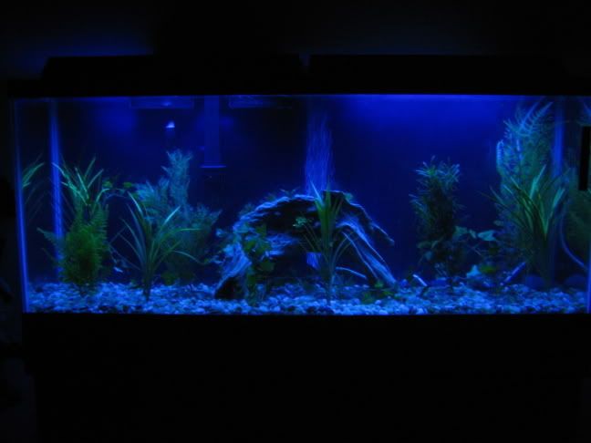 Actinic_Bulbs.jpg