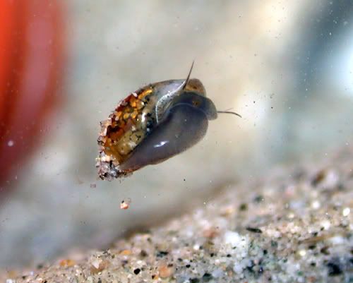 snail5.jpg