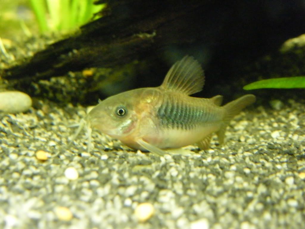 DSCF4218.jpg