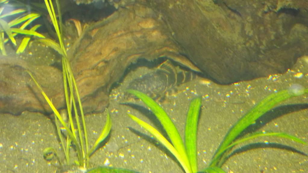 fishpix060.jpg