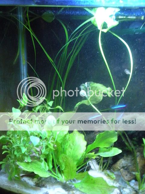 newplants004.jpg