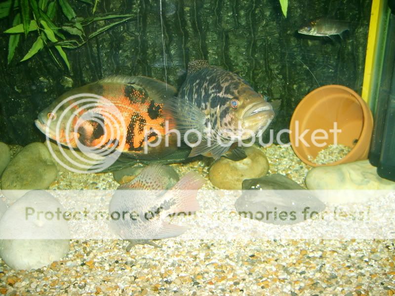 paulasholidayandneilsfishes162.jpg