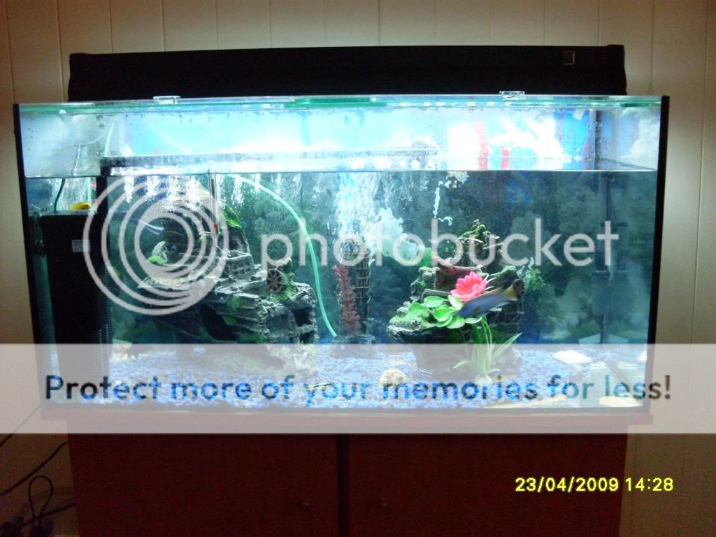 myfishtank40g003.jpg
