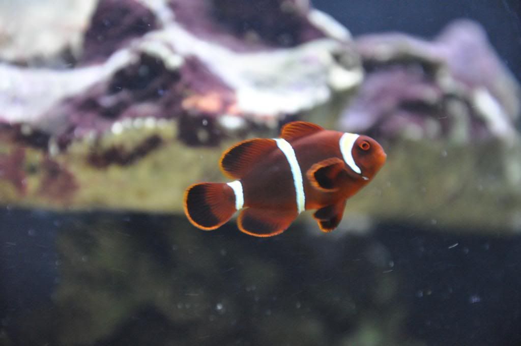 fishpictures050.jpg