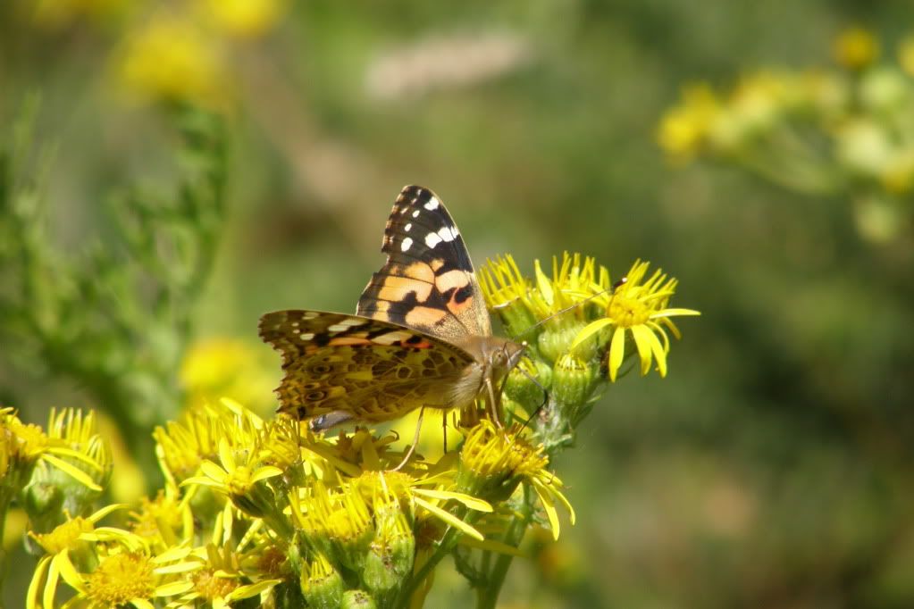formby018.jpg