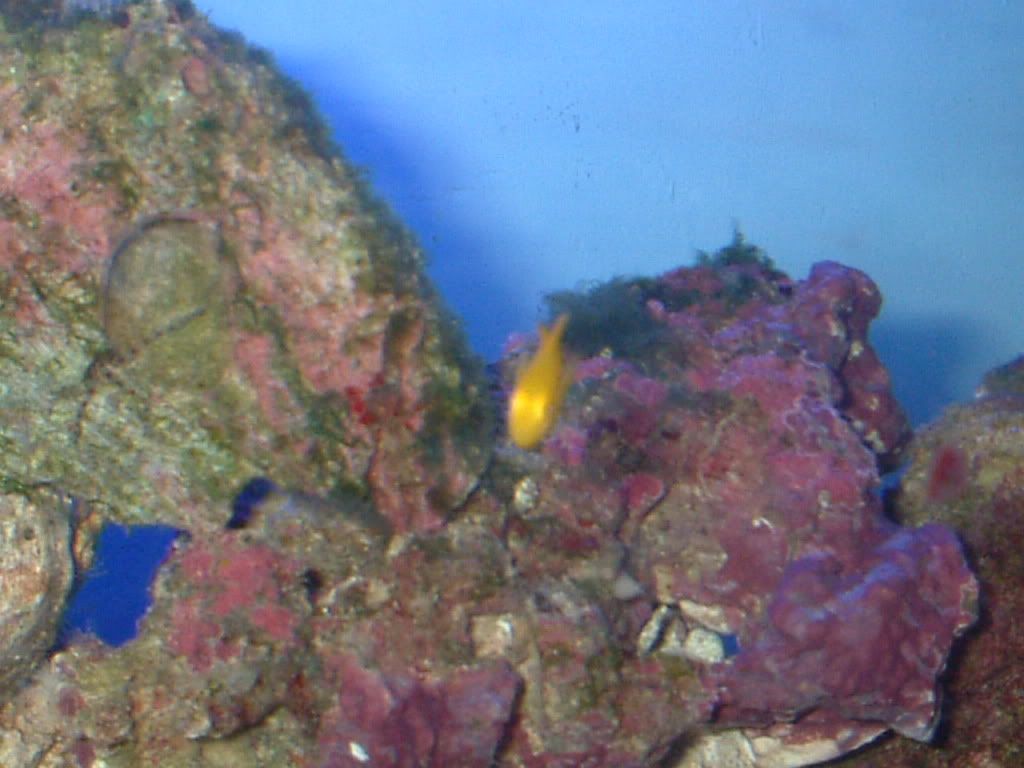 yellowcoralgoby6.jpg