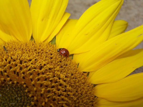 ladybird2.jpg