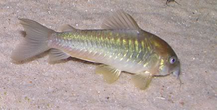 Bronzecory2.jpg