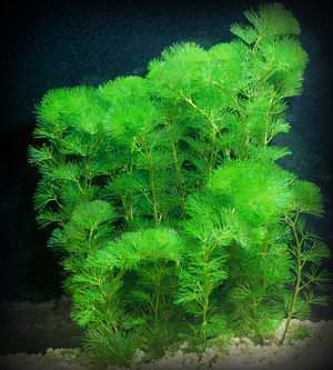 cabombacaroliniana-1.jpg