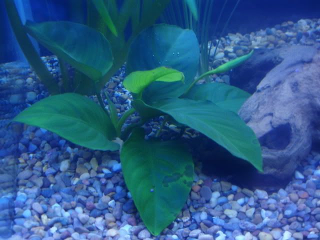 jackfish005-1.jpg