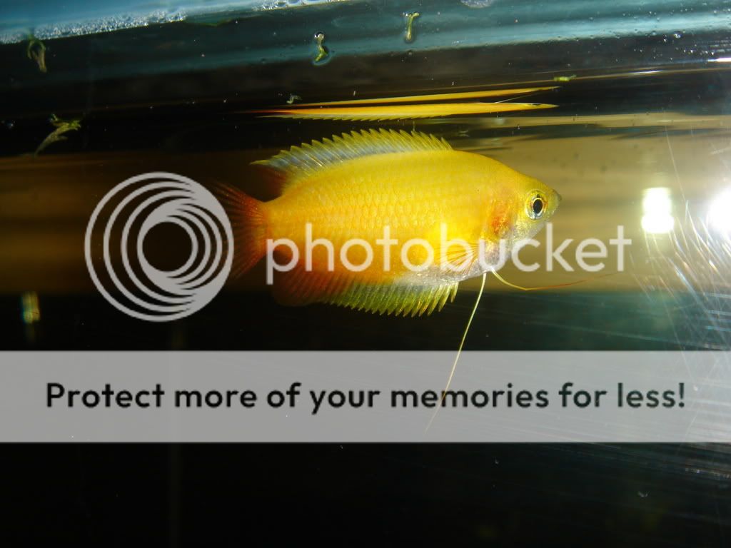 gourami.jpg