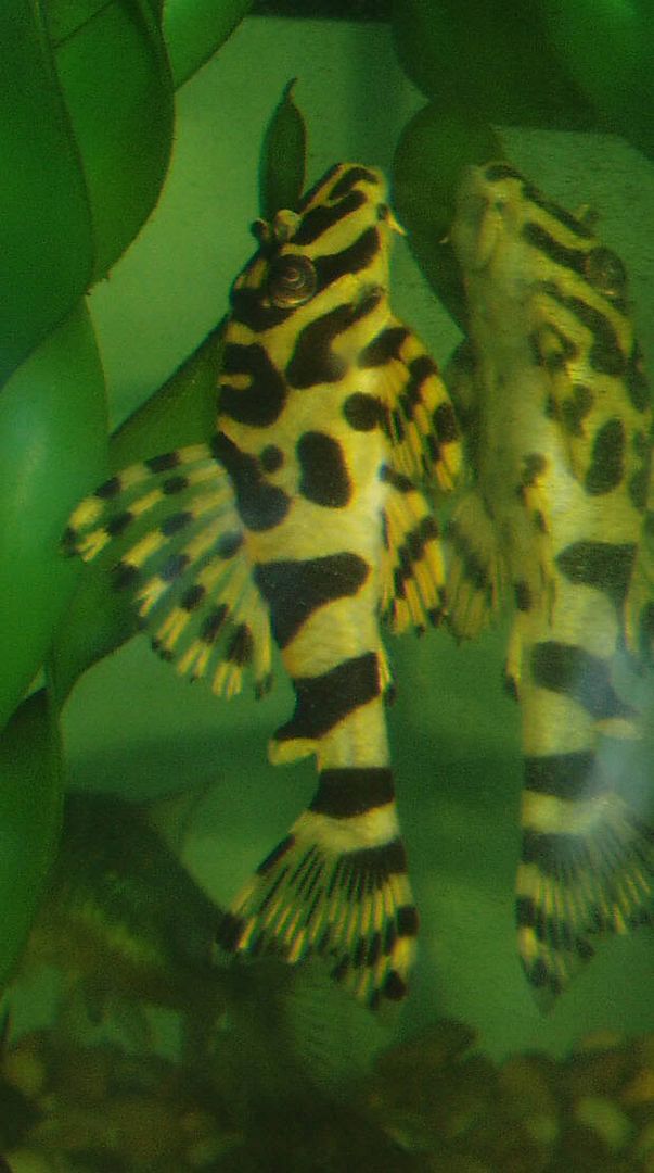 NewLeopard.jpg