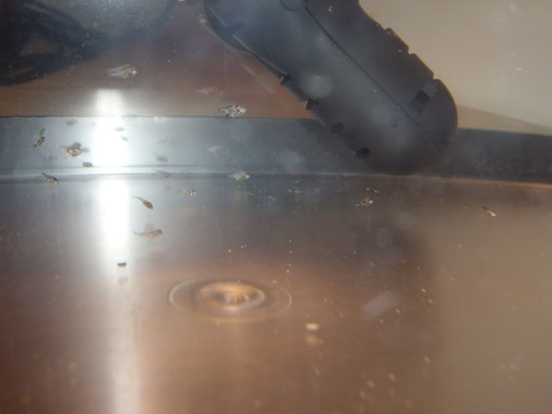 STA41073.jpg