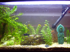 FISHTANK.png