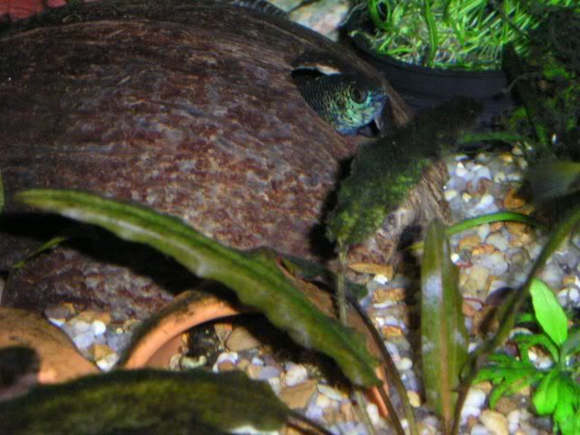 newpicsoldfish067.jpg