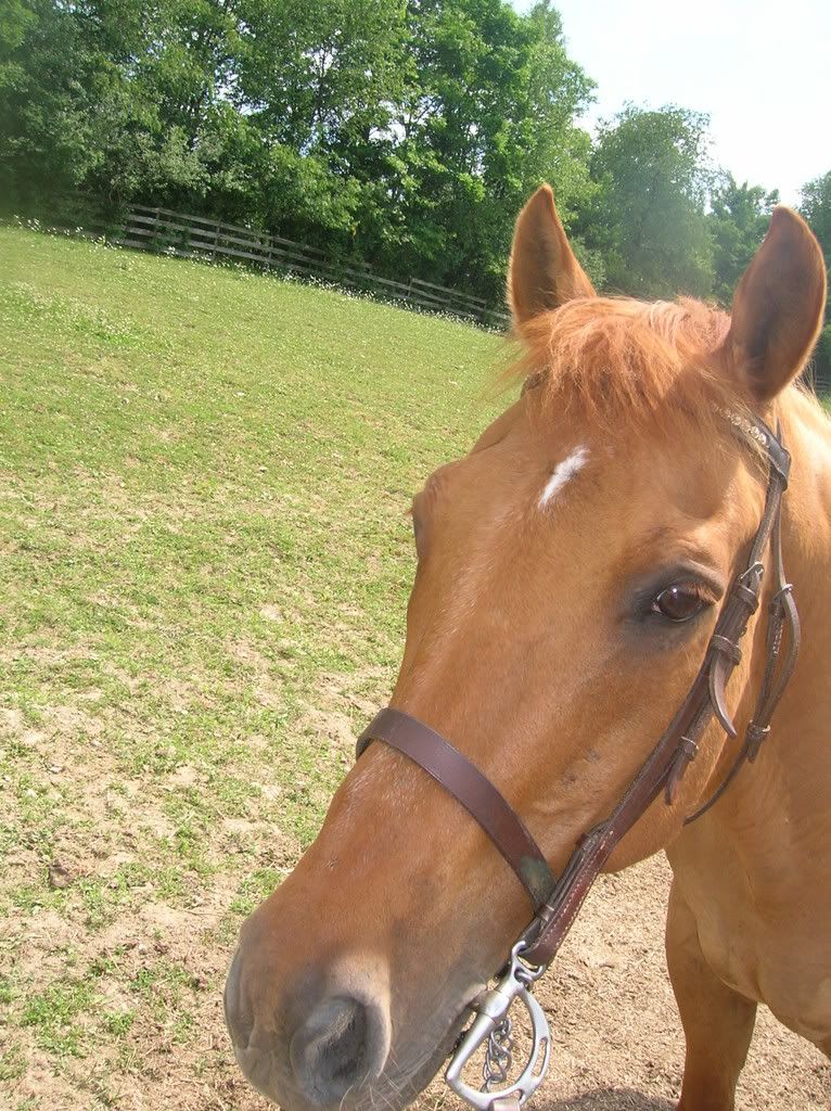 horse011.jpg