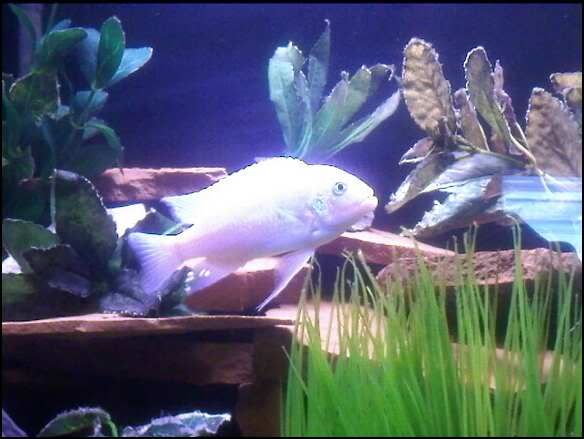 fish3.jpg