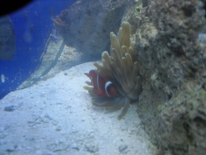 MaroonClownanemone.jpg