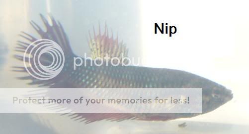 nip2.jpg