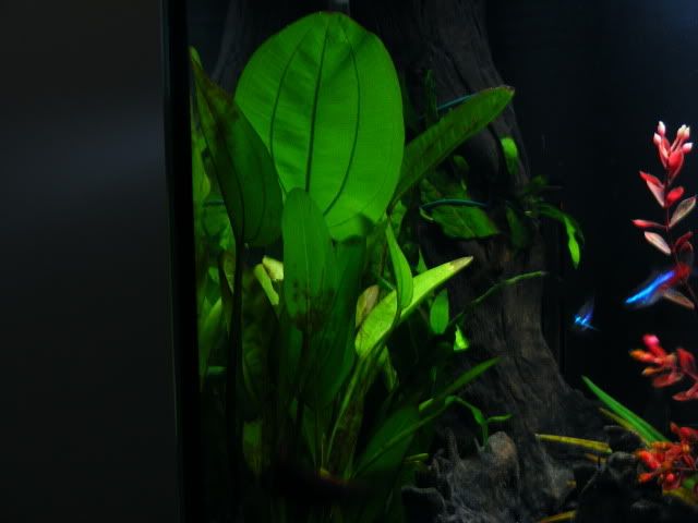 tank007.jpg