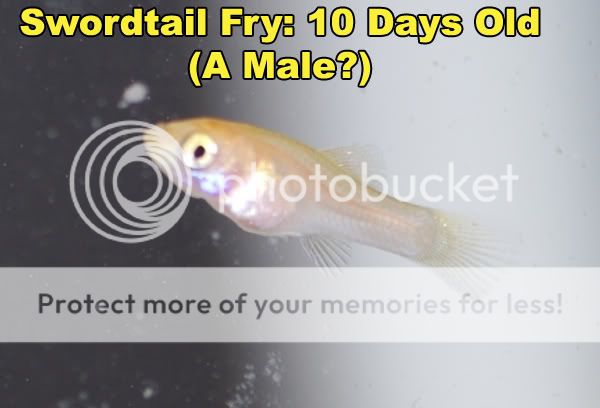 Sword_Male_01.jpg