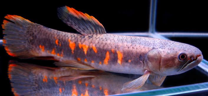 erythrinuserythrinus0711-01L01.jpg