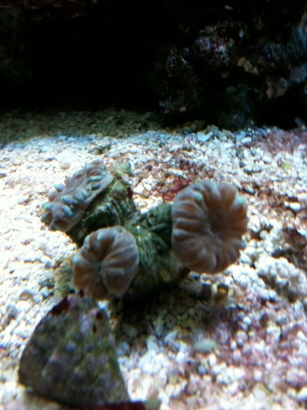 coral.jpg