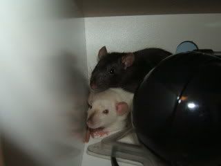 DSCF2617.jpg