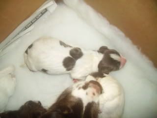 puppie003.jpg