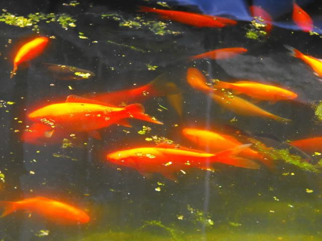 2010_0416pond0015.jpg