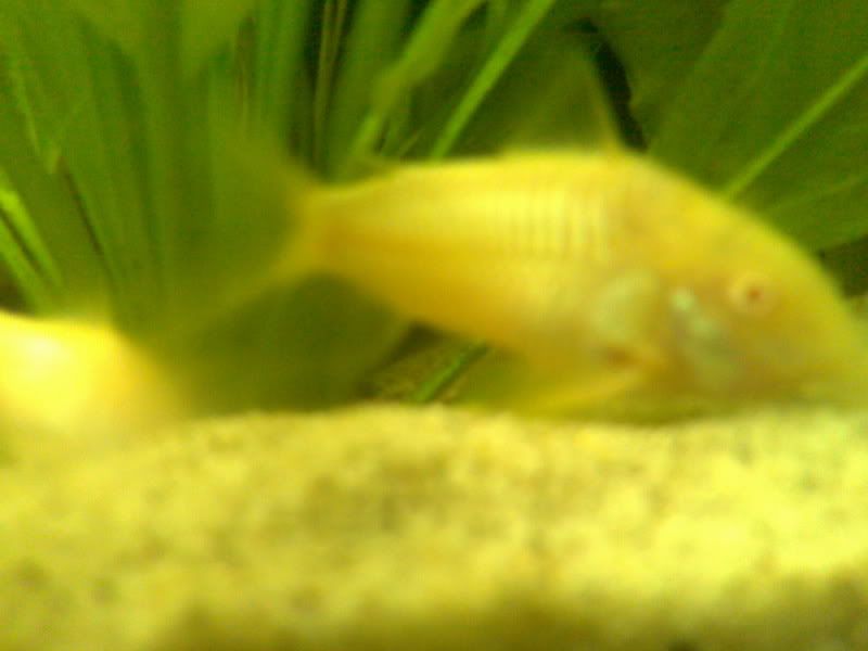 14112006060.jpg
