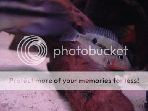 firemouth.jpg